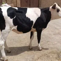 دو راس گوساله ماده سیمینتال200کیلو