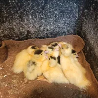 فروش جوجه اردک اسرائیلی