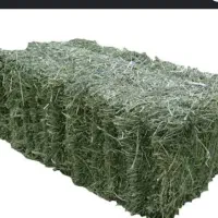 فروش یونجه