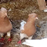 کبوتر کله زرد طوقی و کله سیاه