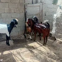 فروش چند عدد بز جوان