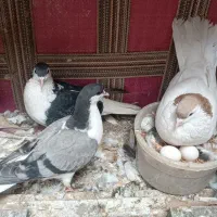 کفتر رنگی شهرستانی تهرانی