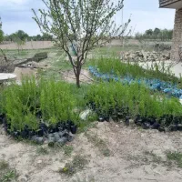 نهال بادام و گردو کاغذی