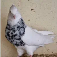 جوجه طوقی