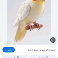 عروس هلندی گمشده‌‌