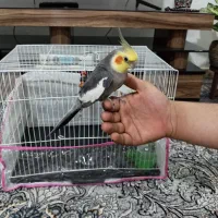 عروس نر فروشی