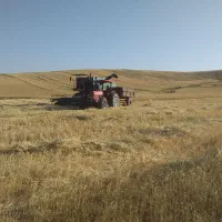 گندم بوجاری شده رقم هشترود