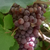 انگور درجه یک