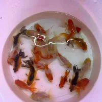 انواع نژاد گلدفیش ایرانی رسید فقط ۱۸۰ ۲۸۰