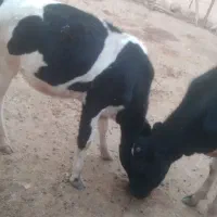 گوساله