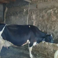 گاو با گوساله