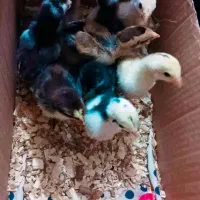 لاری جوجه م