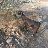 بز و نری