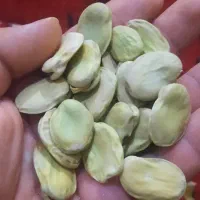 باقله
