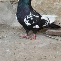 کبوتر ح