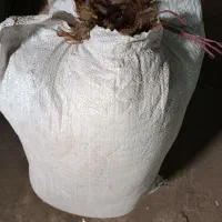 پشم نشسته
