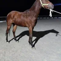 اسب مادیون کره دوساله