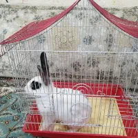 خرگوش سالم با قفس