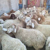 گوسفند زنده