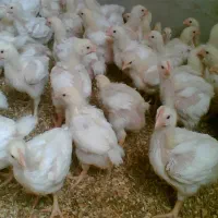 فروش فوری جوجه گوشتی نژاد راس
