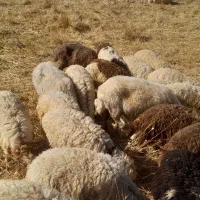 بره
