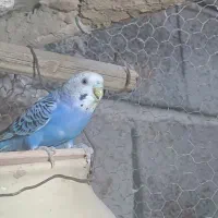 مرغ عشق