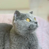 جفت گیری گربه نر
