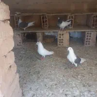 کبوترپرشی