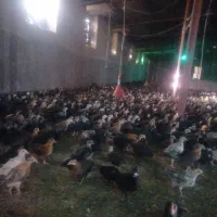جوجه گلپایگان