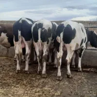 گوساله نرچاق|حیوانات مزرعه|قزوین, |دیوار