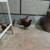 چهار عدد جوجه فروشی