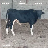 گوساله نر