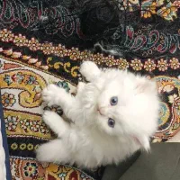 فروش گربه خونگی