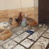 جوجه مرغ