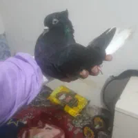 کبوتر رنگه پرشی زدوخوردی شهرستانی  مشهد