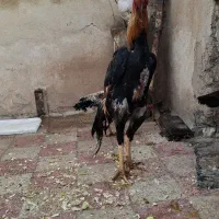 تخم مرغ نطفه دار اوشامو لاری