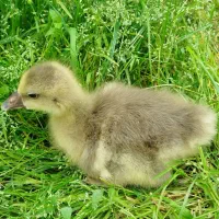 فروش فوری ۱ جوجه قوغاز ۱۰ روزه