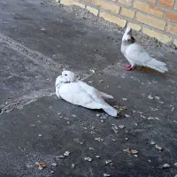 فروش 5تا طوقی سرحال نر و ماده