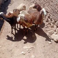 5گوسفندجوان