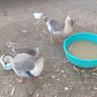 قو غاز  افریقایی اصل