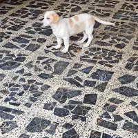 واگذاری توله سگ پاکوتاه رایگان