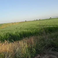 گندم