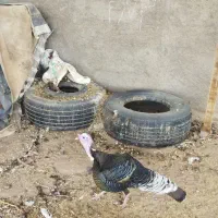 بوقلمون‌وسگ هاسکی‌