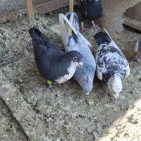 کفتر های سالم