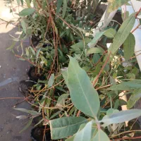 فروش نهال اکالیپتوس
