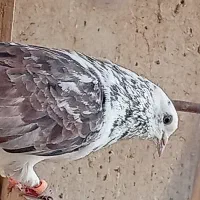 کبوتر تیرماهی