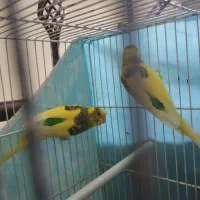 مرغ عشق جفت