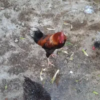 خروس درجه ۱