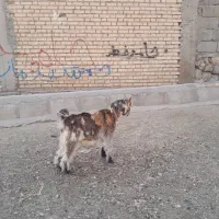 بیگ