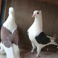 کبوتر